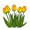 katamaheen-tulips-7836232_640